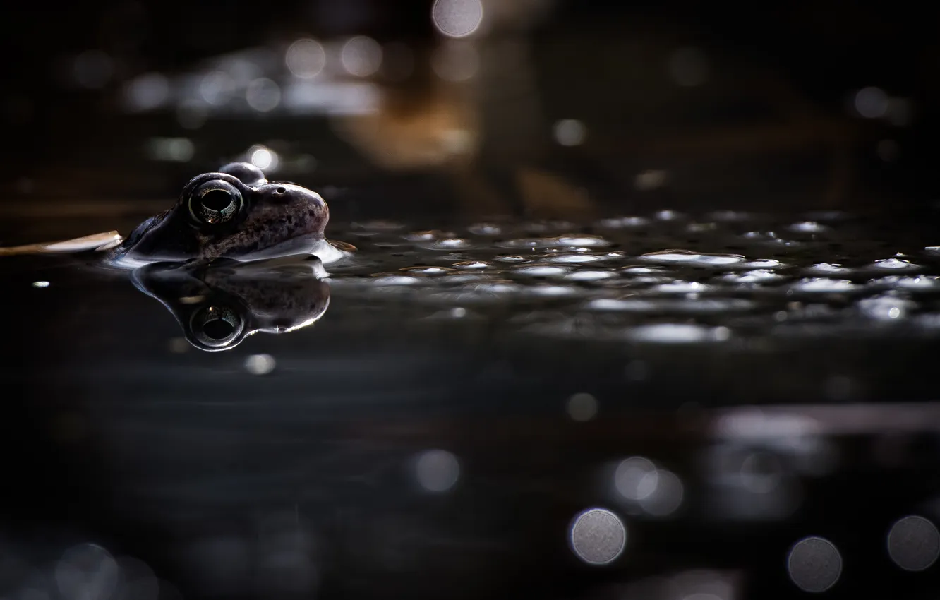 Photo wallpaper water, frog, Animal