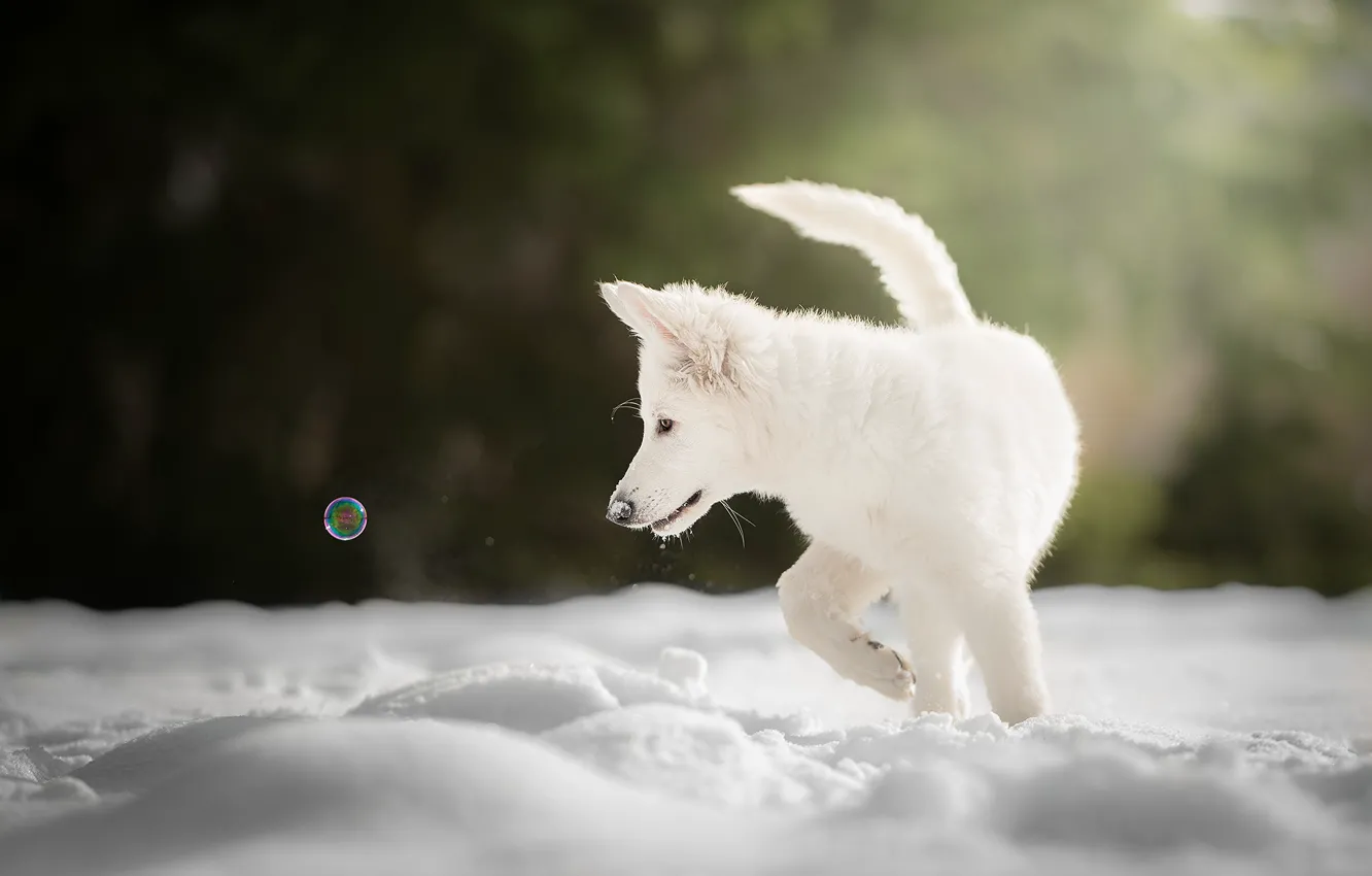 Photo wallpaper winter, snow, puppy, doggie, bubble, The white Swiss shepherd dog