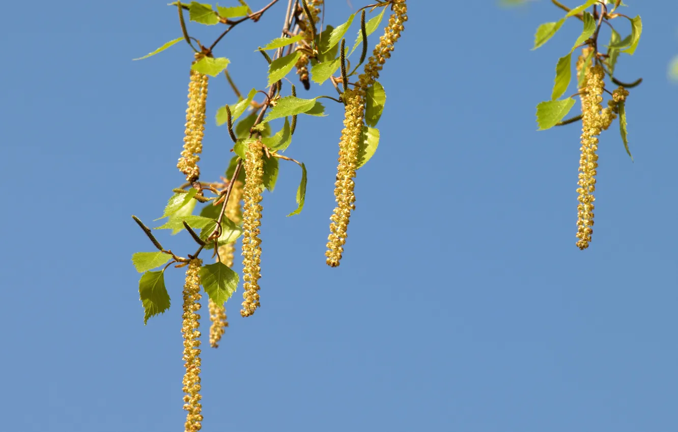 Photo wallpaper spring, flowering, earrings, The branch of a birch