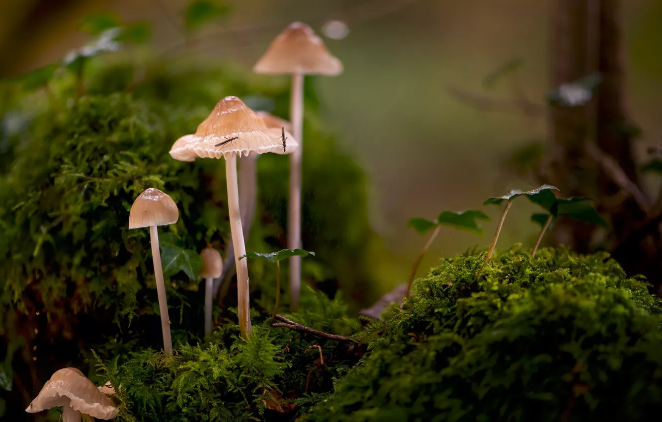 Photo wallpaper macro, mushrooms, moss