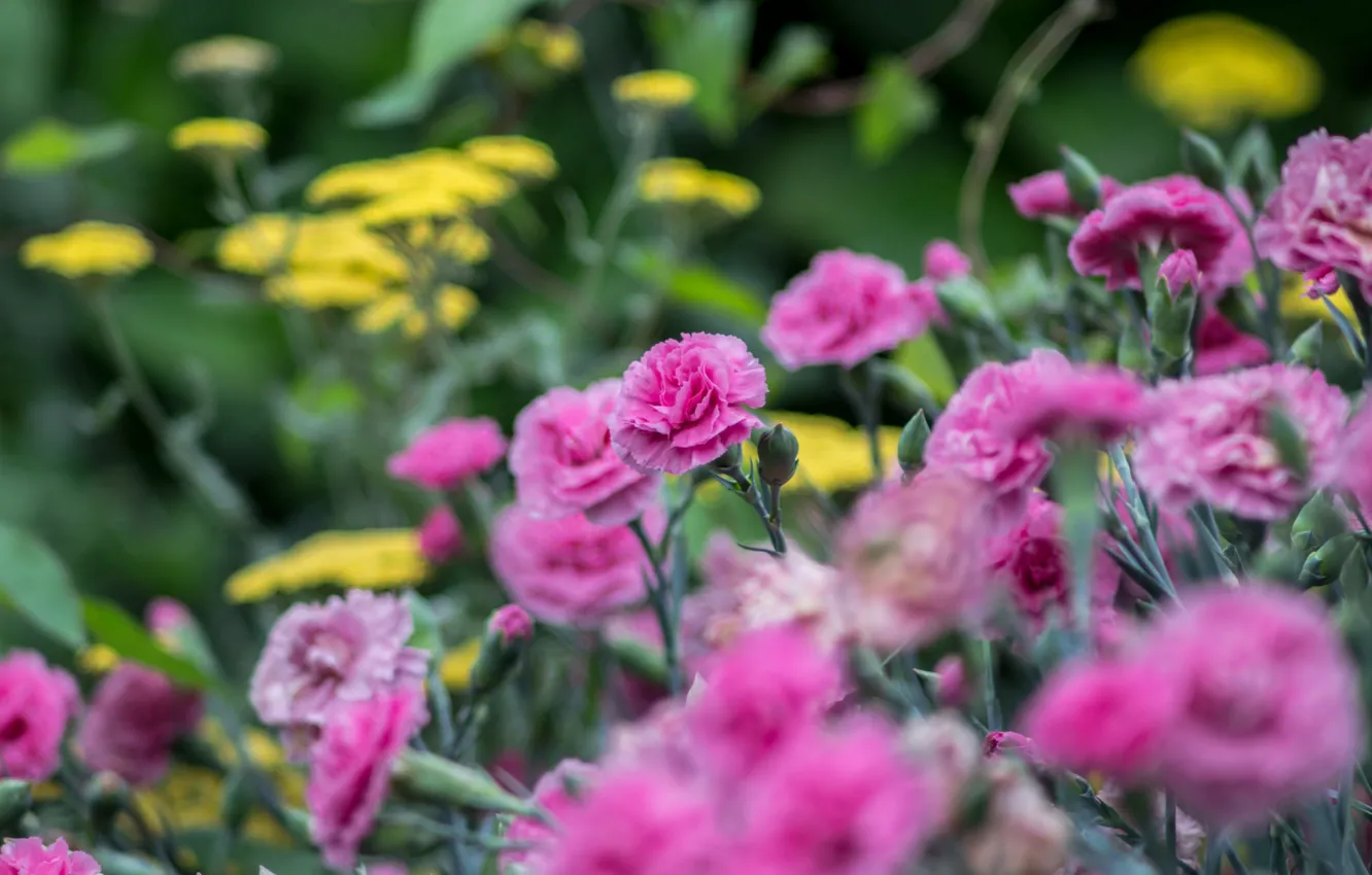 Photo wallpaper flowers, petals, clove