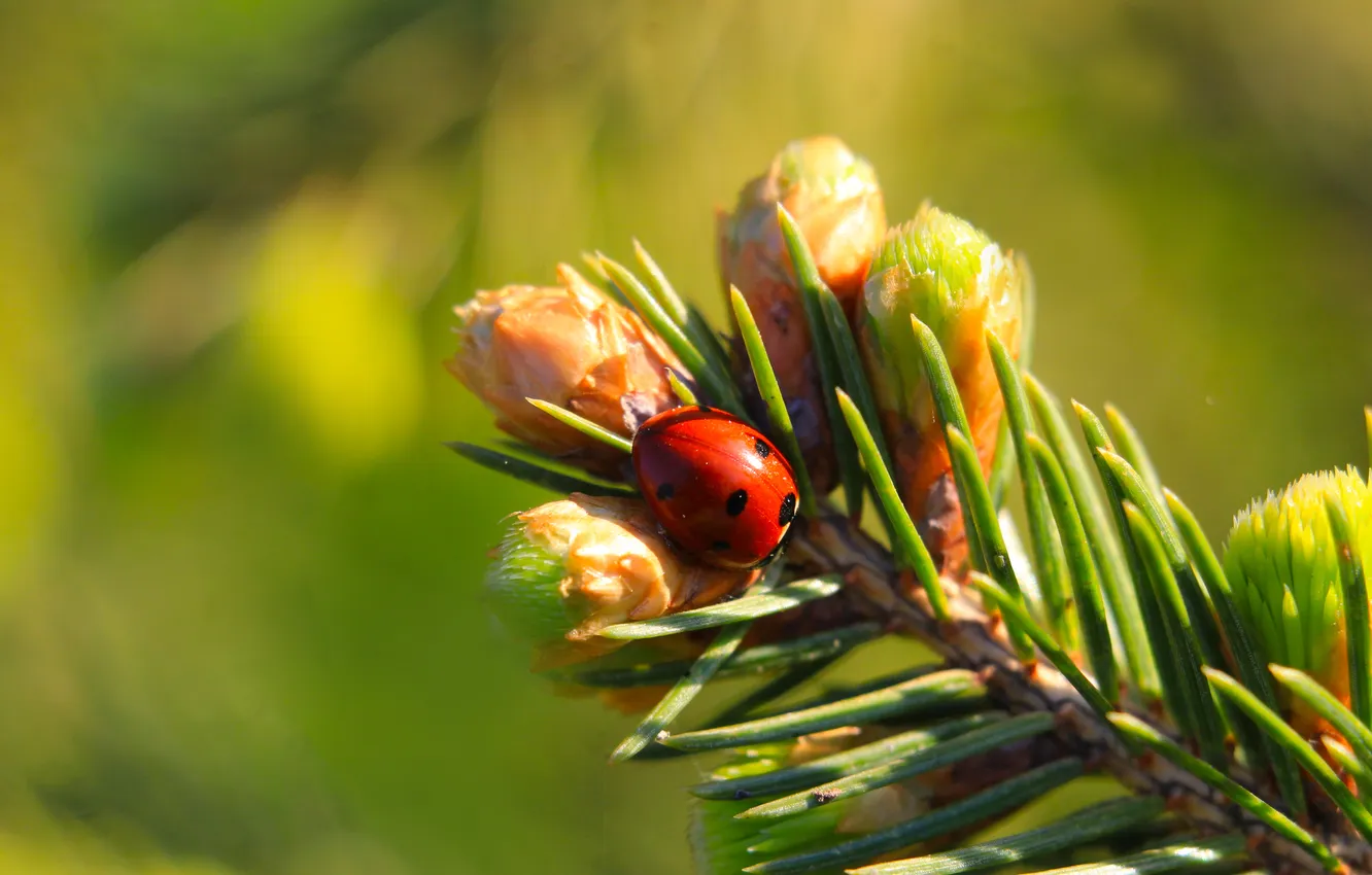 Photo wallpaper insect, ladybird, twig