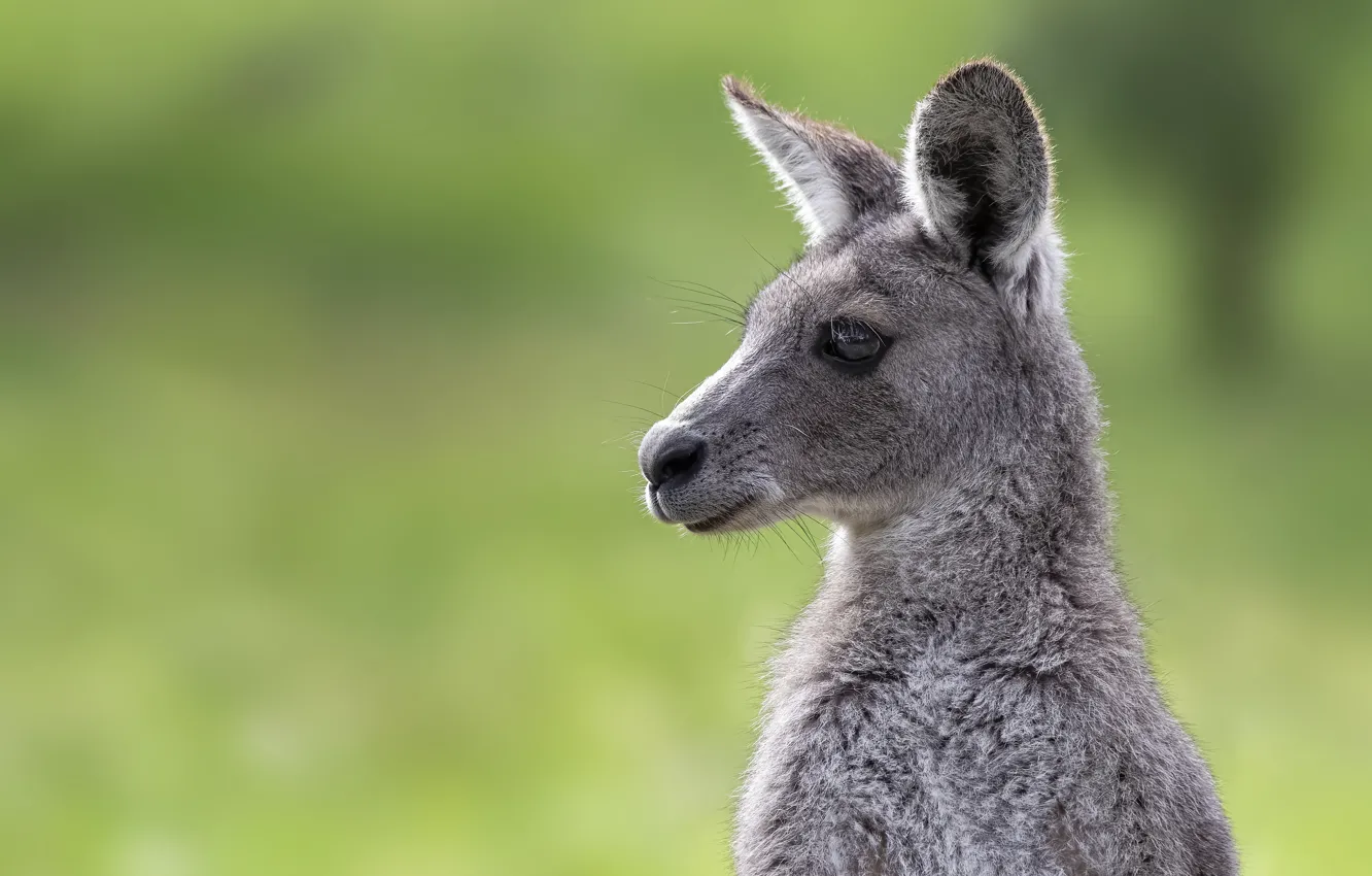 Photo wallpaper face, background, portrait, kangaroo, cub