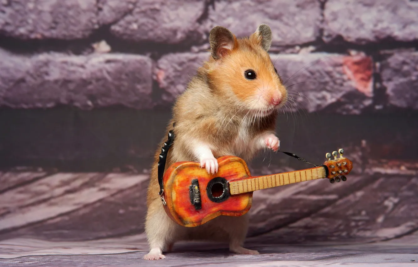 Photo wallpaper guitar, hamster, hamster