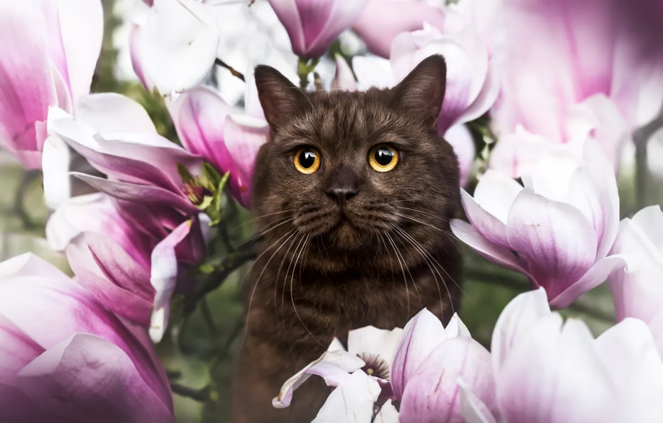 Photo wallpaper cat, cat, look, flowers, pose, face, Magnolia