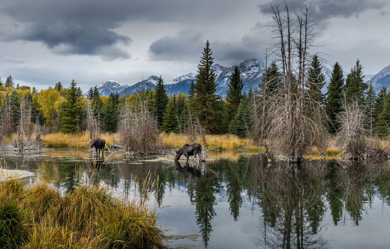 Photo wallpaper forest, nature, shore, pond, moose, moose