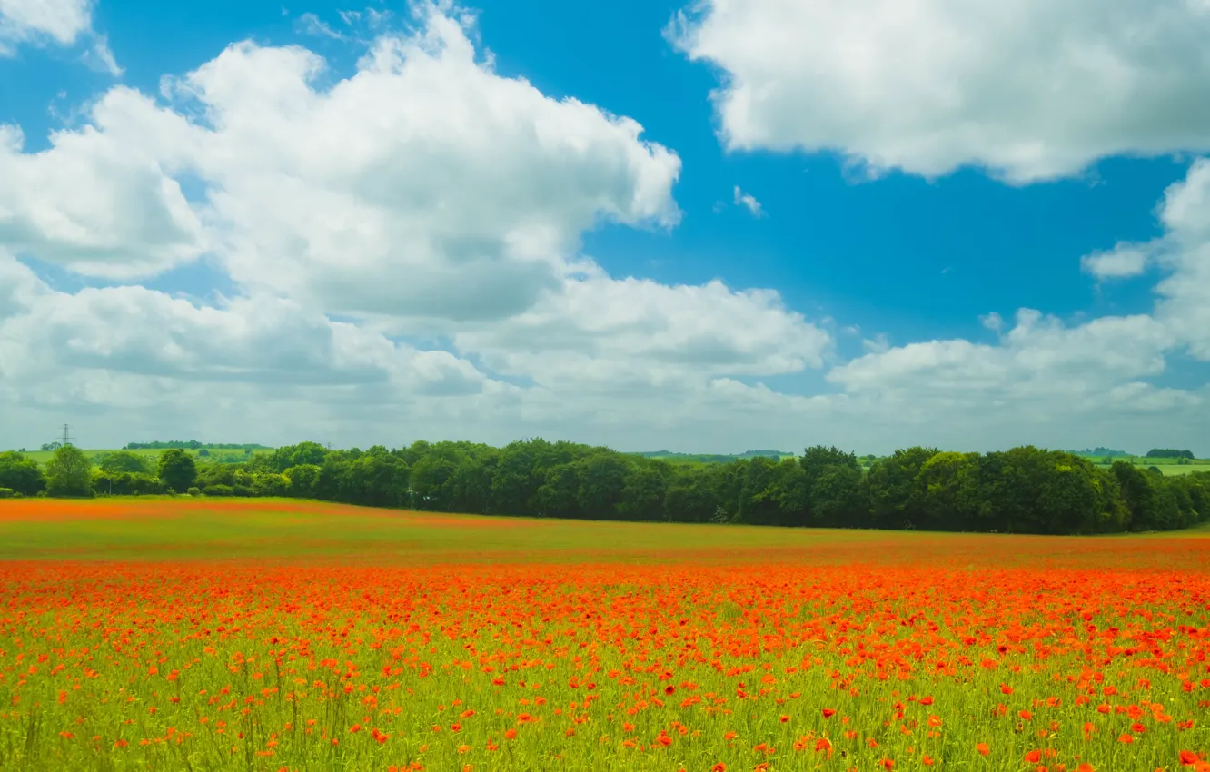 Photo wallpaper greens, field, forest, summer, the sky, clouds, flowers, red