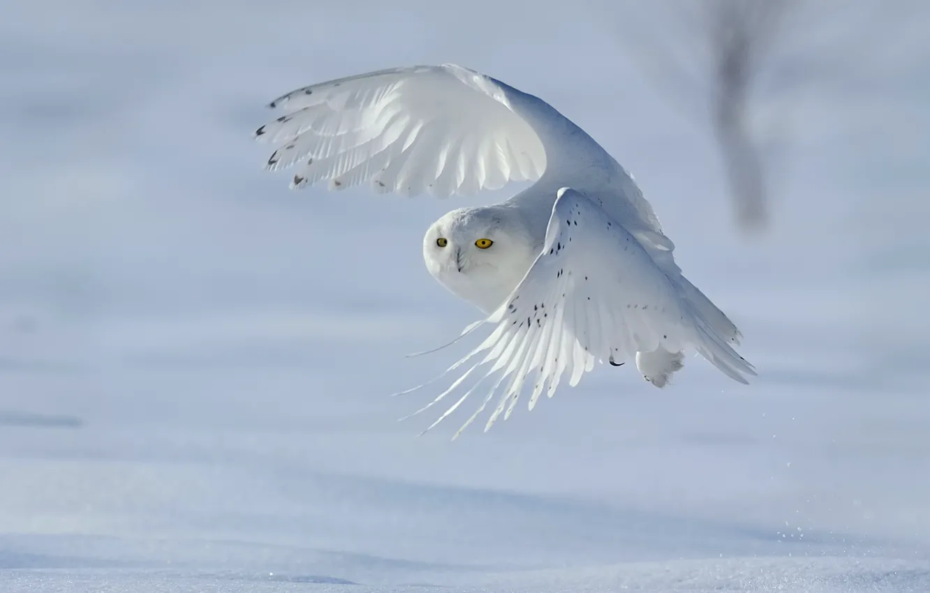 Photo wallpaper winter, snow, bird, snowy owl, white owl, Nyctea scandiaca, Bubo scandiacus