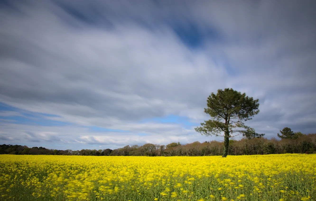 Photo wallpaper pine, rape, rapeseed field