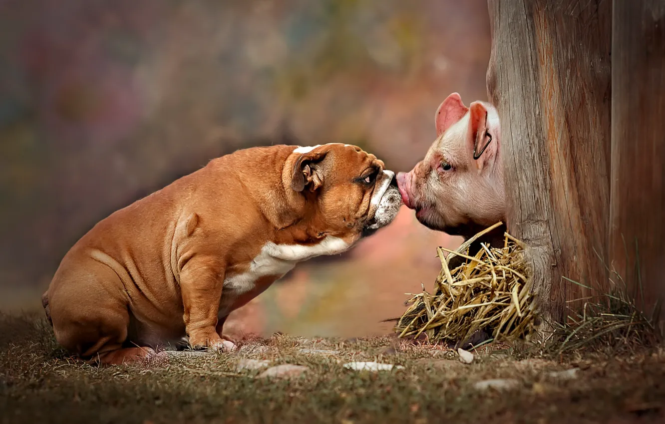 Photo wallpaper dog, friends, pig