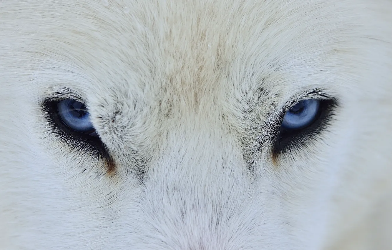 Photo wallpaper eyes, wolf, dog, wool