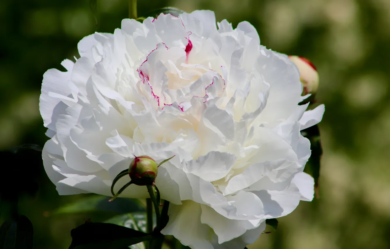 Photo wallpaper white, macro, flowers, buds, bokeh, peonies
