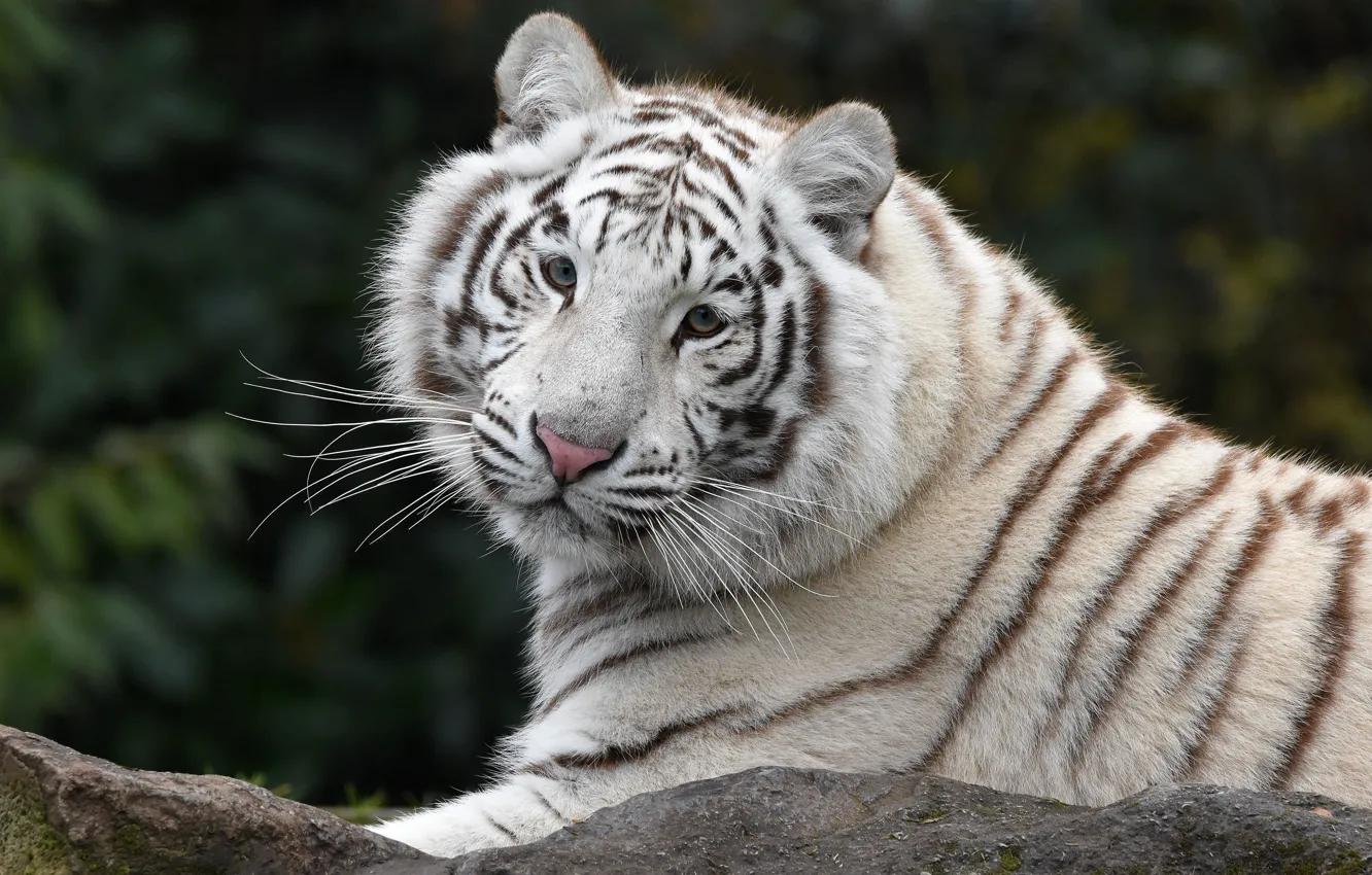 Photo wallpaper white, look, face, tiger, pose, stones, portrait, lies