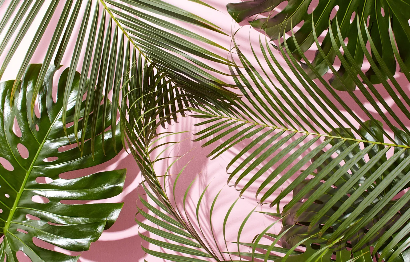 Photo wallpaper background, background, Palm Leaves, Palm Leaves