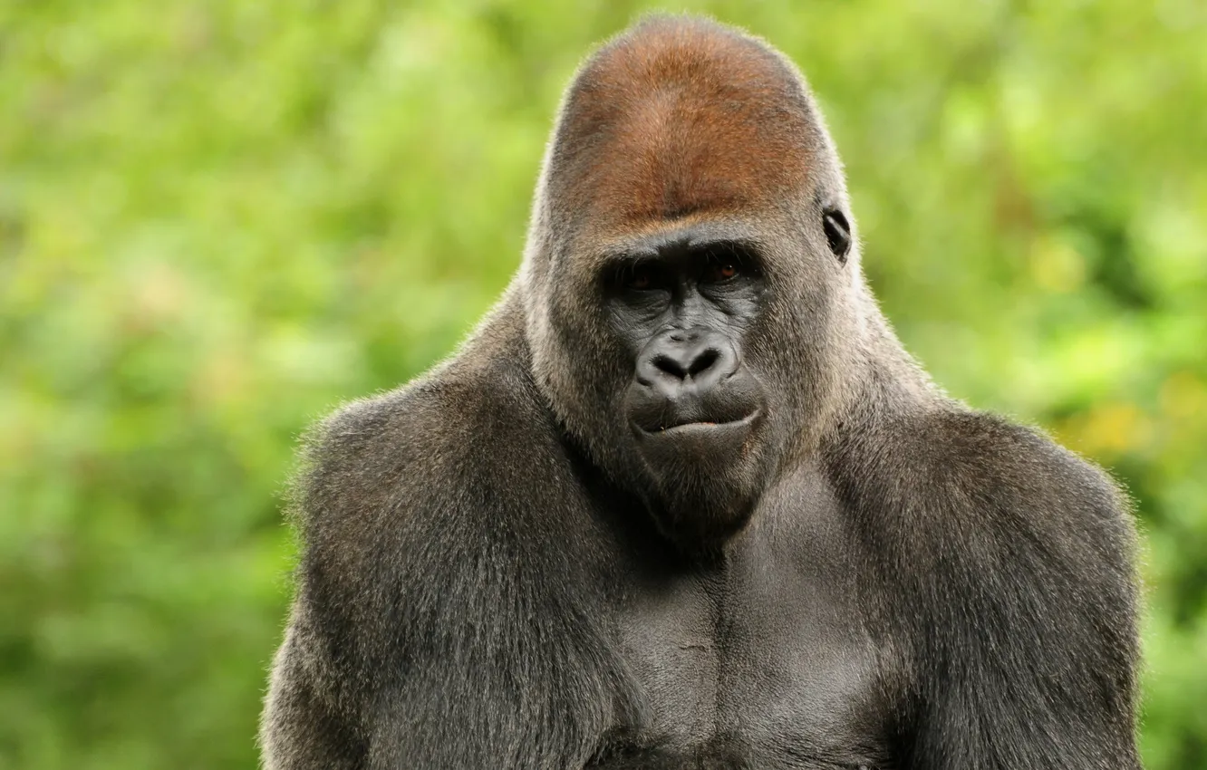 Photo wallpaper monkey, gorilla, animal