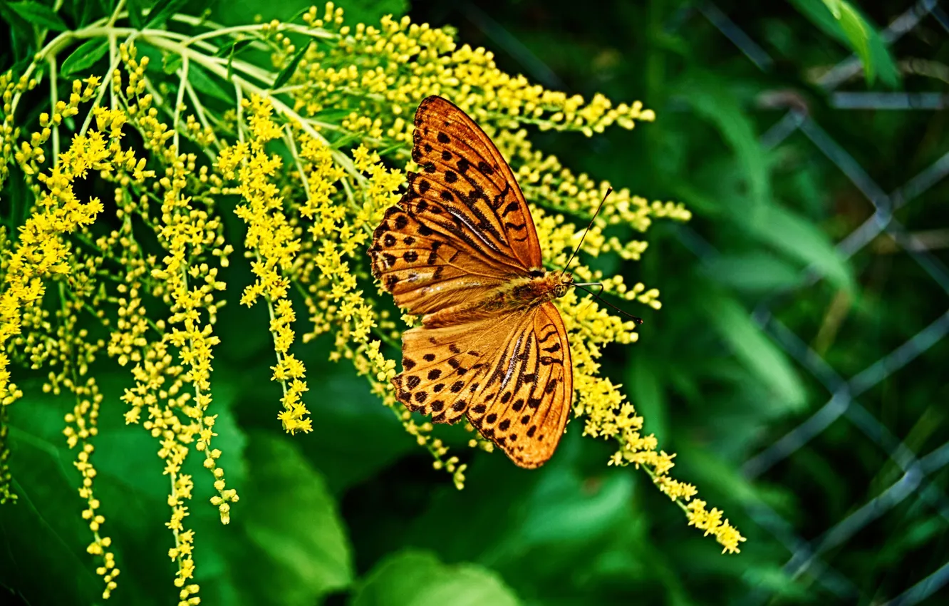 Photo wallpaper flowers, butterfly, bokeh