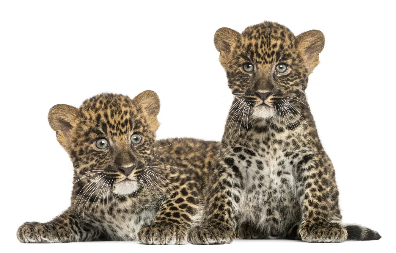 Photo wallpaper cats, kittens, white background, leopards, cubs