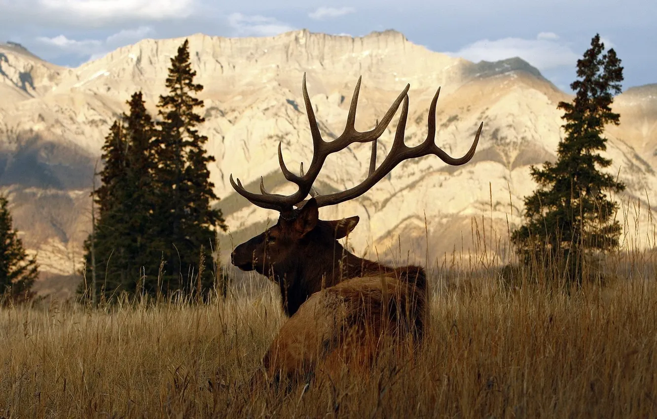 Photo wallpaper deer, horns, male