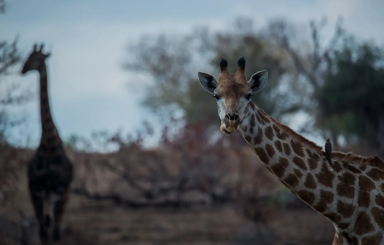 Photo wallpaper face, giraffe, Africa, neck