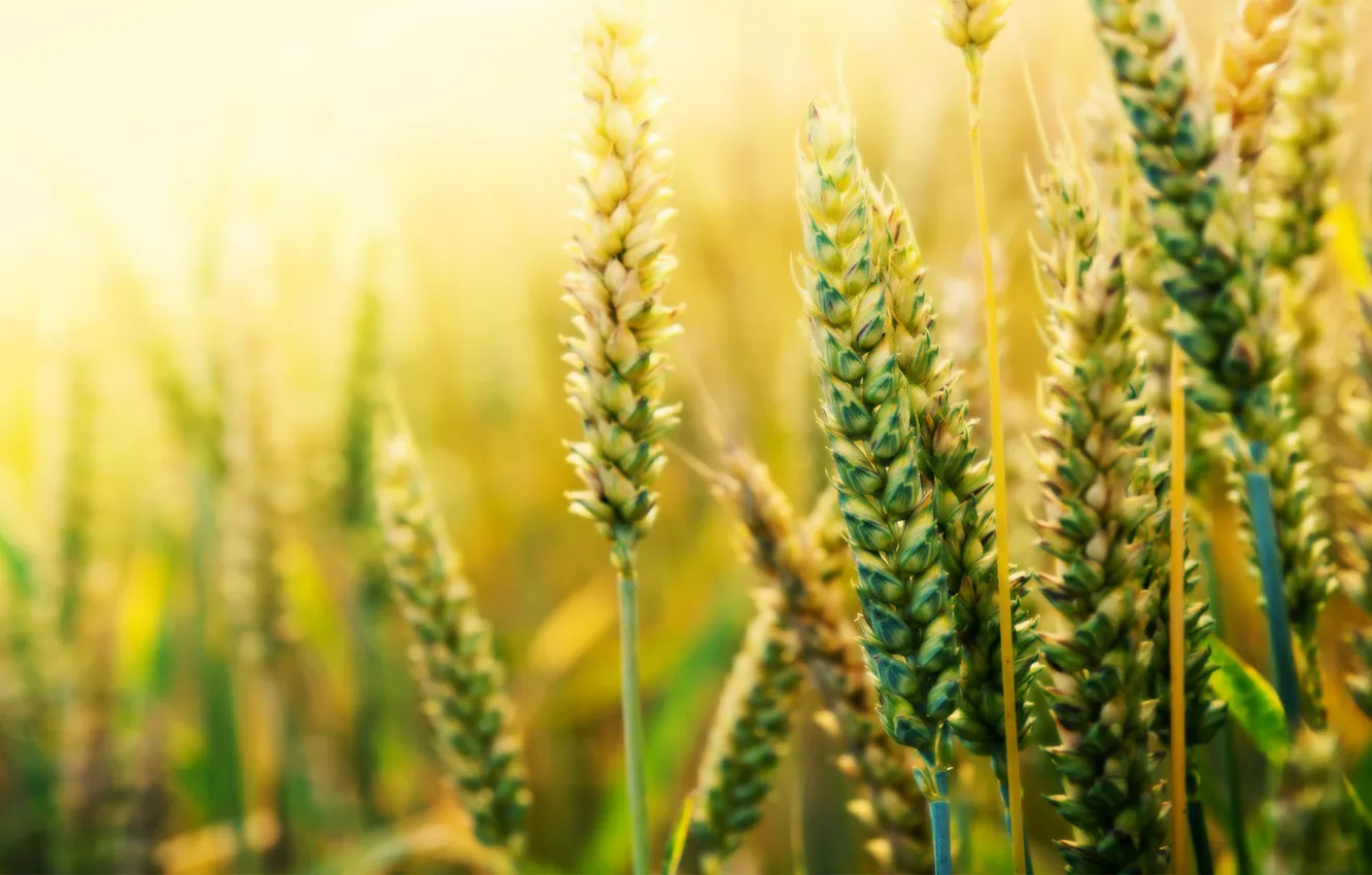 Photo wallpaper wheat, field, macro, nature, spikelets, cereals