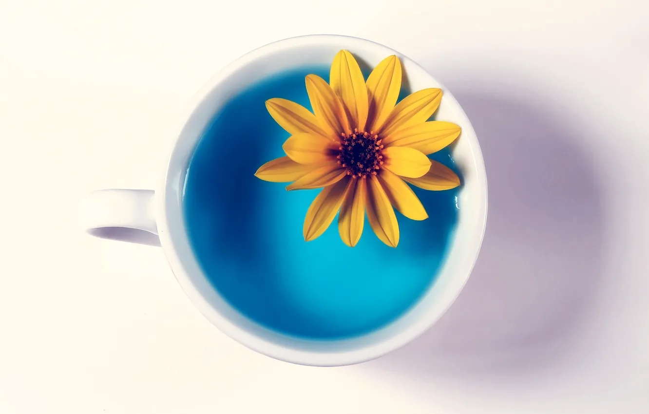 Photo wallpaper flower, water, yellow, Cup, white background