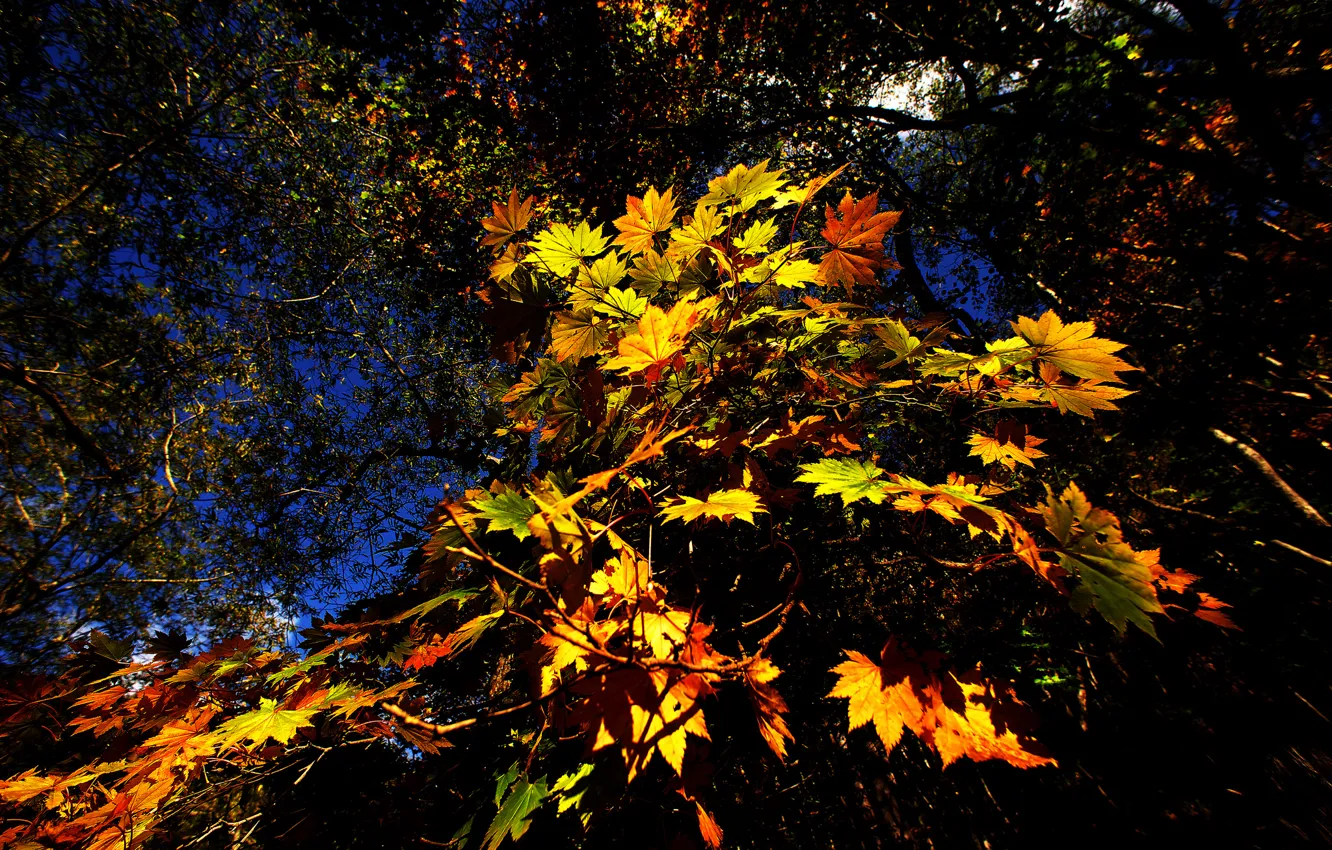 Photo wallpaper leaves, trees, branches, autumn