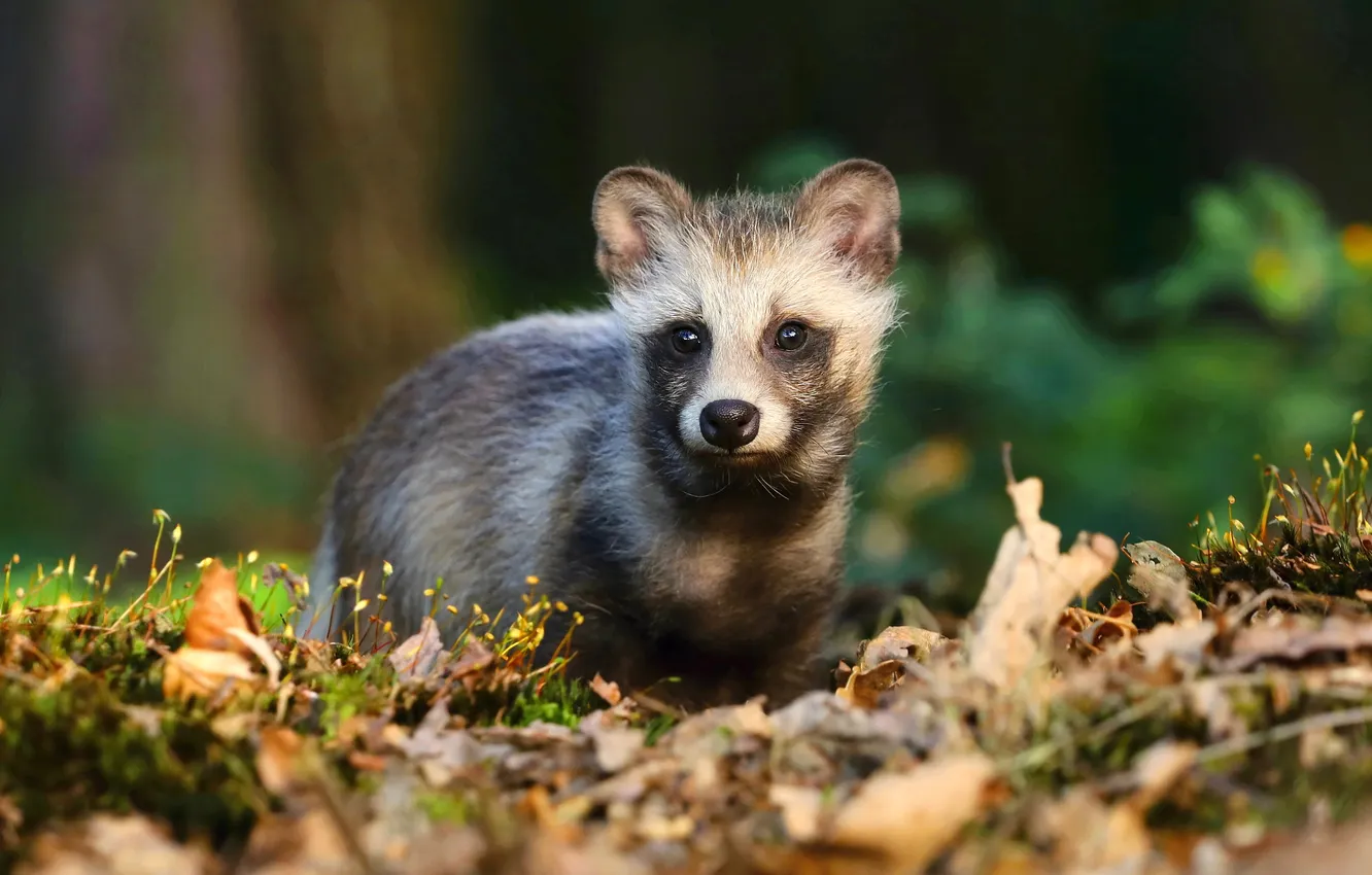 Photo wallpaper autumn, foliage, raccoon, cub, face, enotik