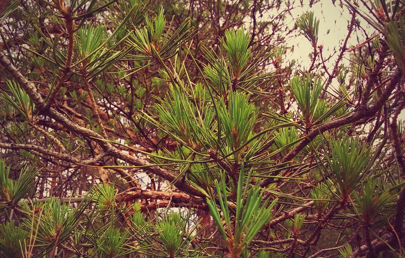 Photo wallpaper needles, branches, needles