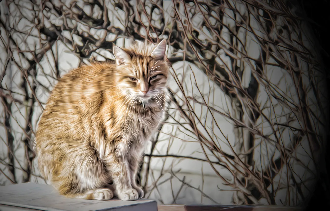 Photo wallpaper cat, cat, background, Koshak
