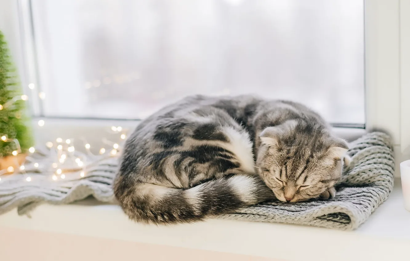 Photo wallpaper winter, cat, cat, grey, new year, sleep, scarf, window