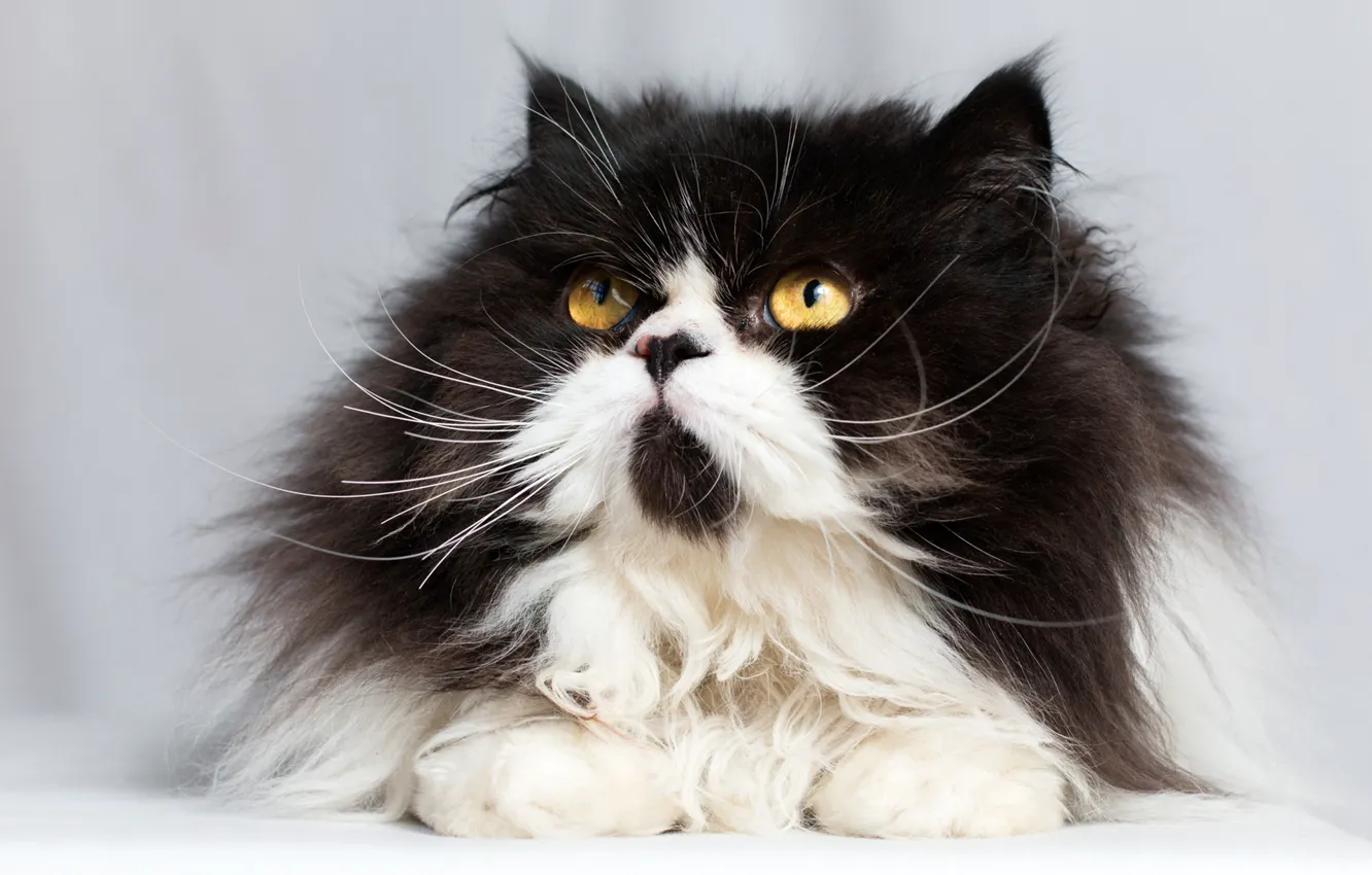 Photo wallpaper cat, cat, look, muzzle, fluffy