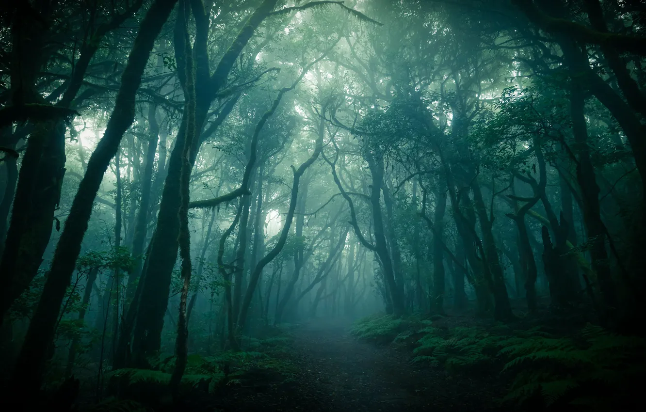 Photo wallpaper forest, branches, fog, trunks, twilight