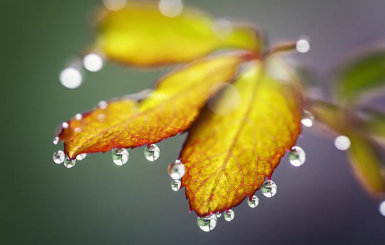Photo wallpaper autumn, leaves, water, drops, Rosa