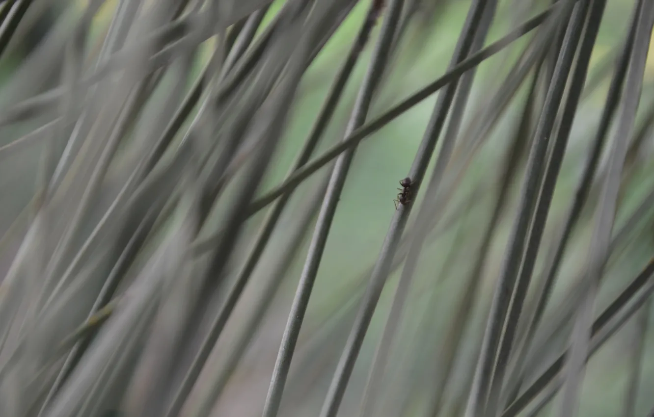Photo wallpaper branches, green, spruce, ants