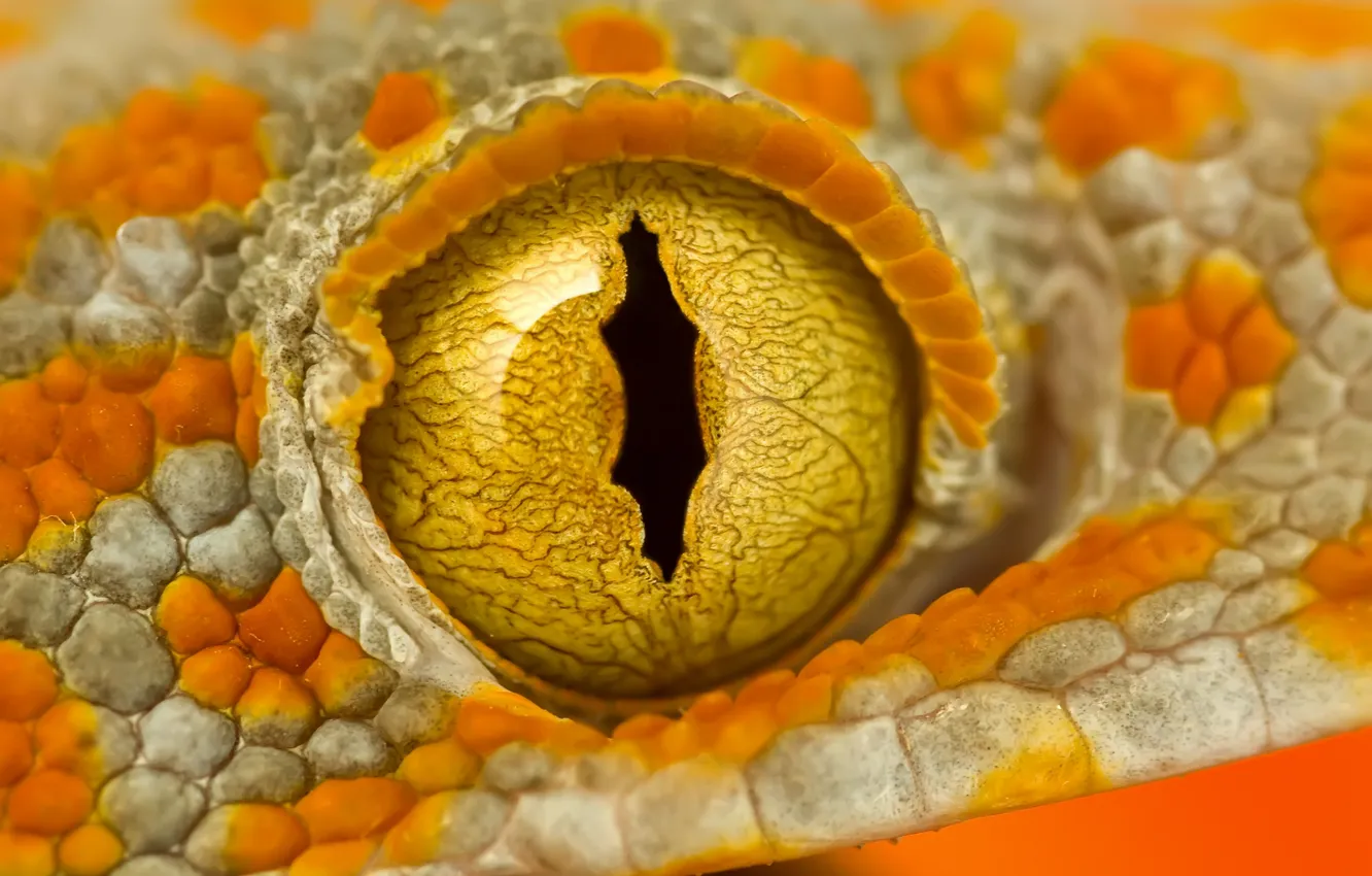 Photo wallpaper white, Gecko, yellow, orange, reptile, rainforest, tokay