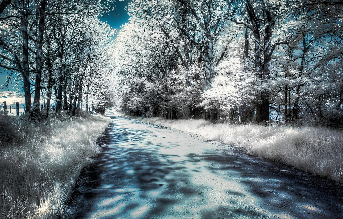 Photo wallpaper trees, Park, track, ir shooting