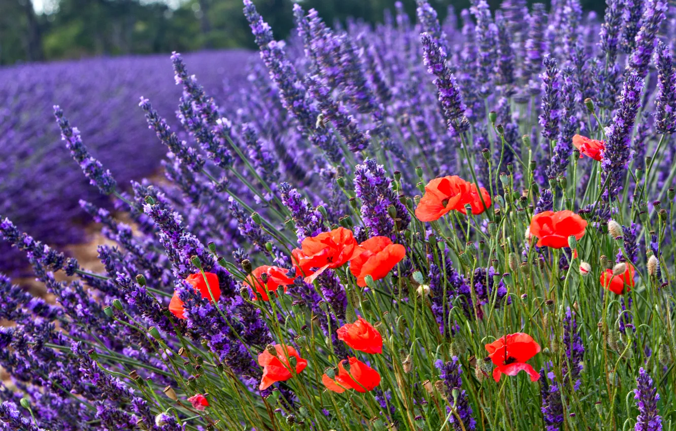 Photo wallpaper flowers, nature, Maki, lavender, bokeh