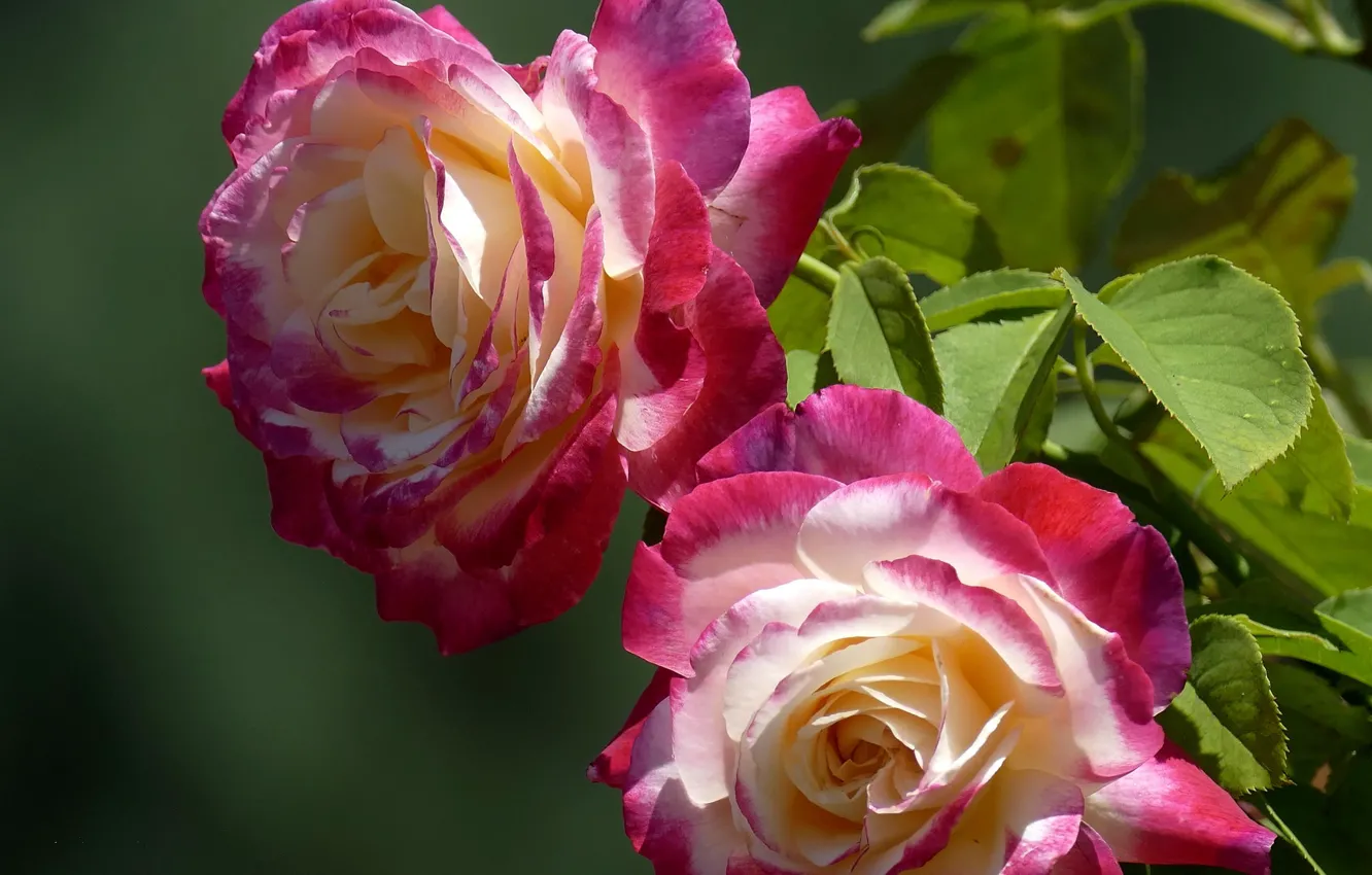 Photo wallpaper roses, Duo, buds