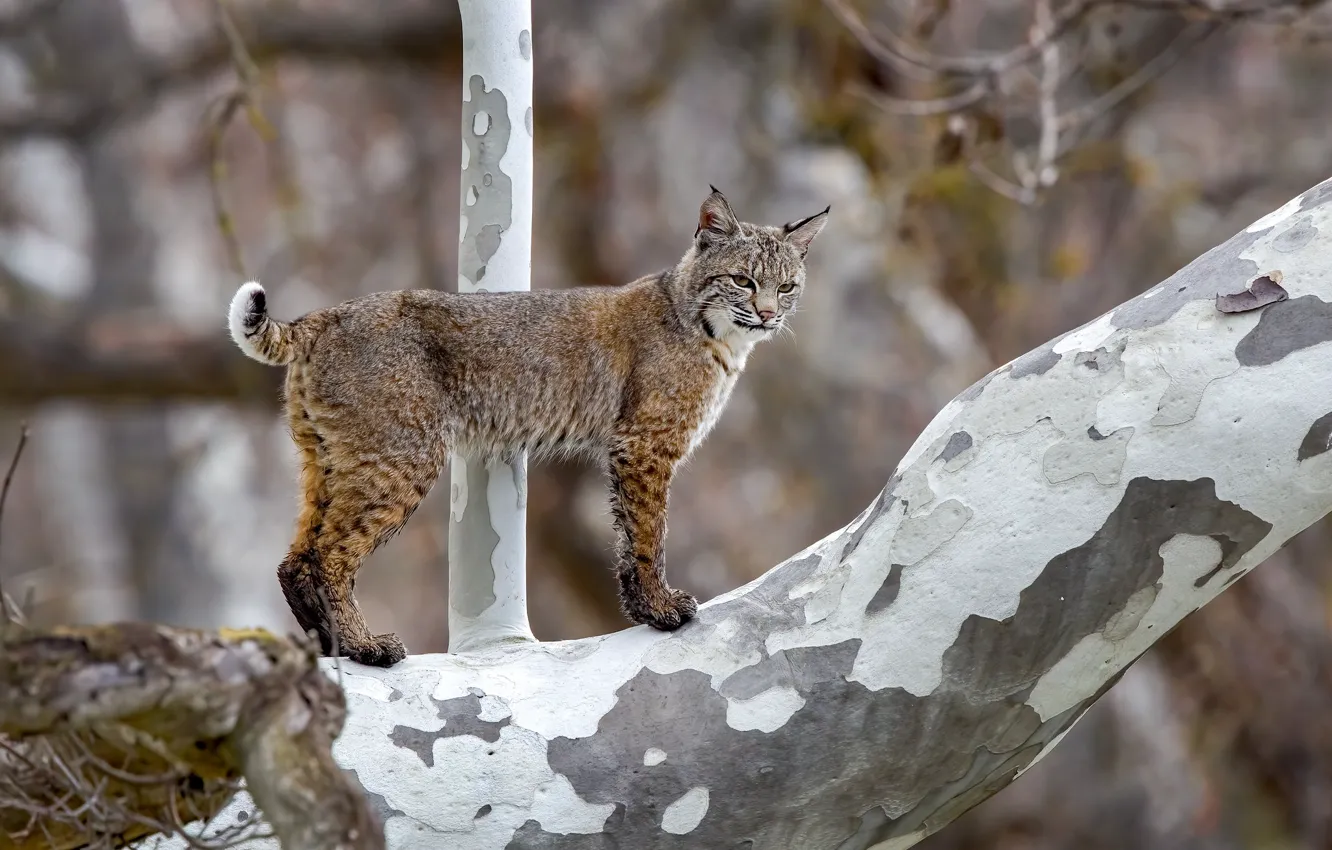 Photo wallpaper look, trees, nature, bark, lynx, wild cat