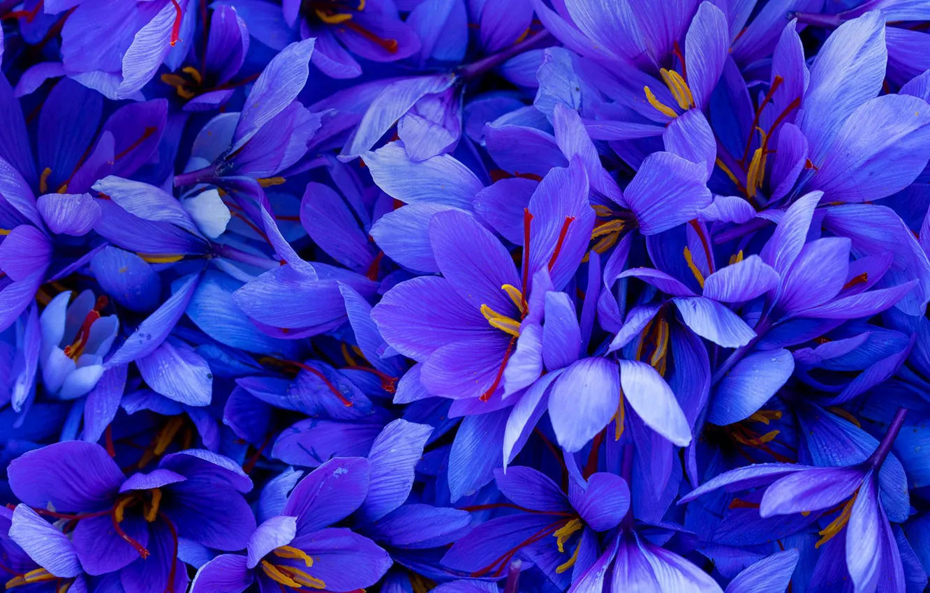 Photo wallpaper petals, saffron, spice