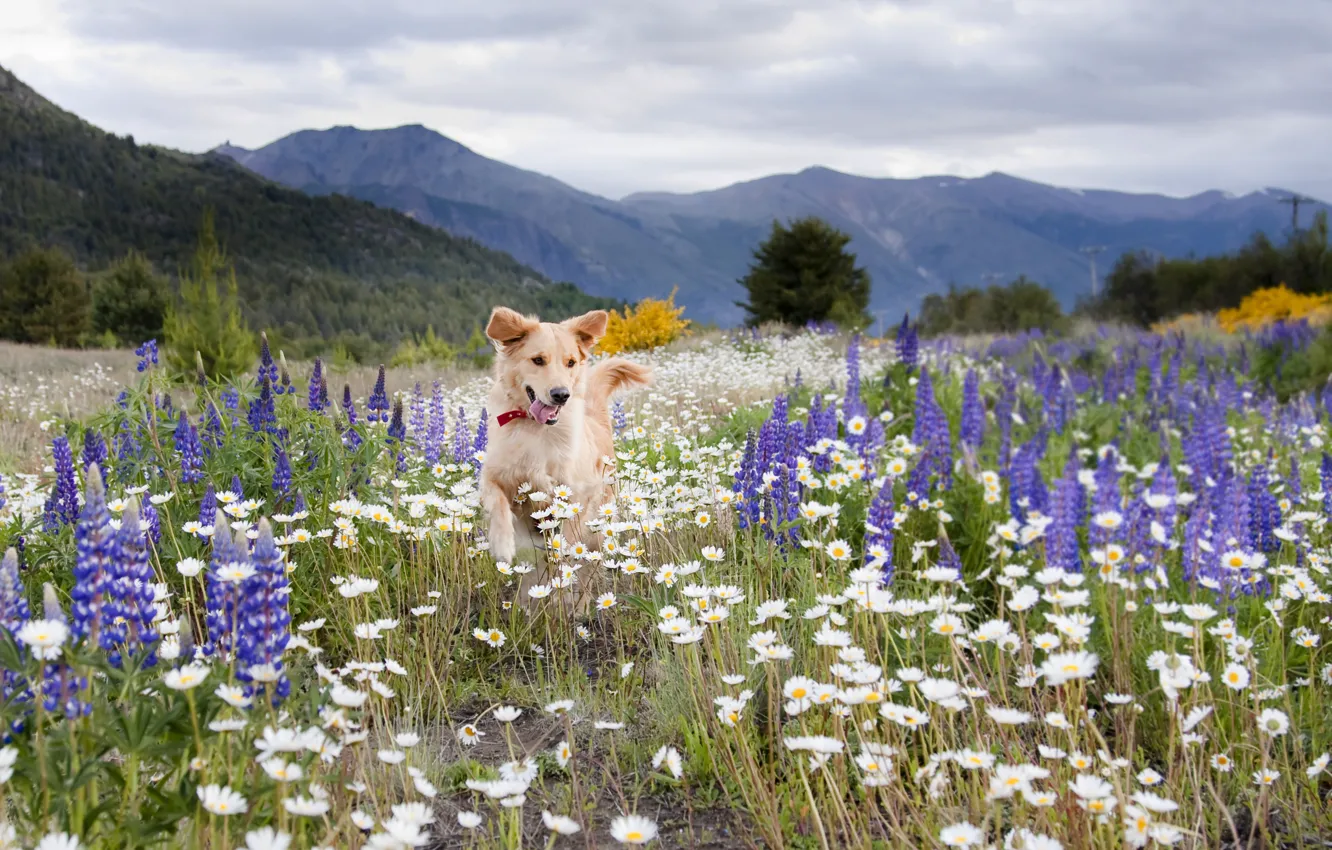 Photo wallpaper field, summer, flowers, mountains, chamomile, dog, meadow, lupins