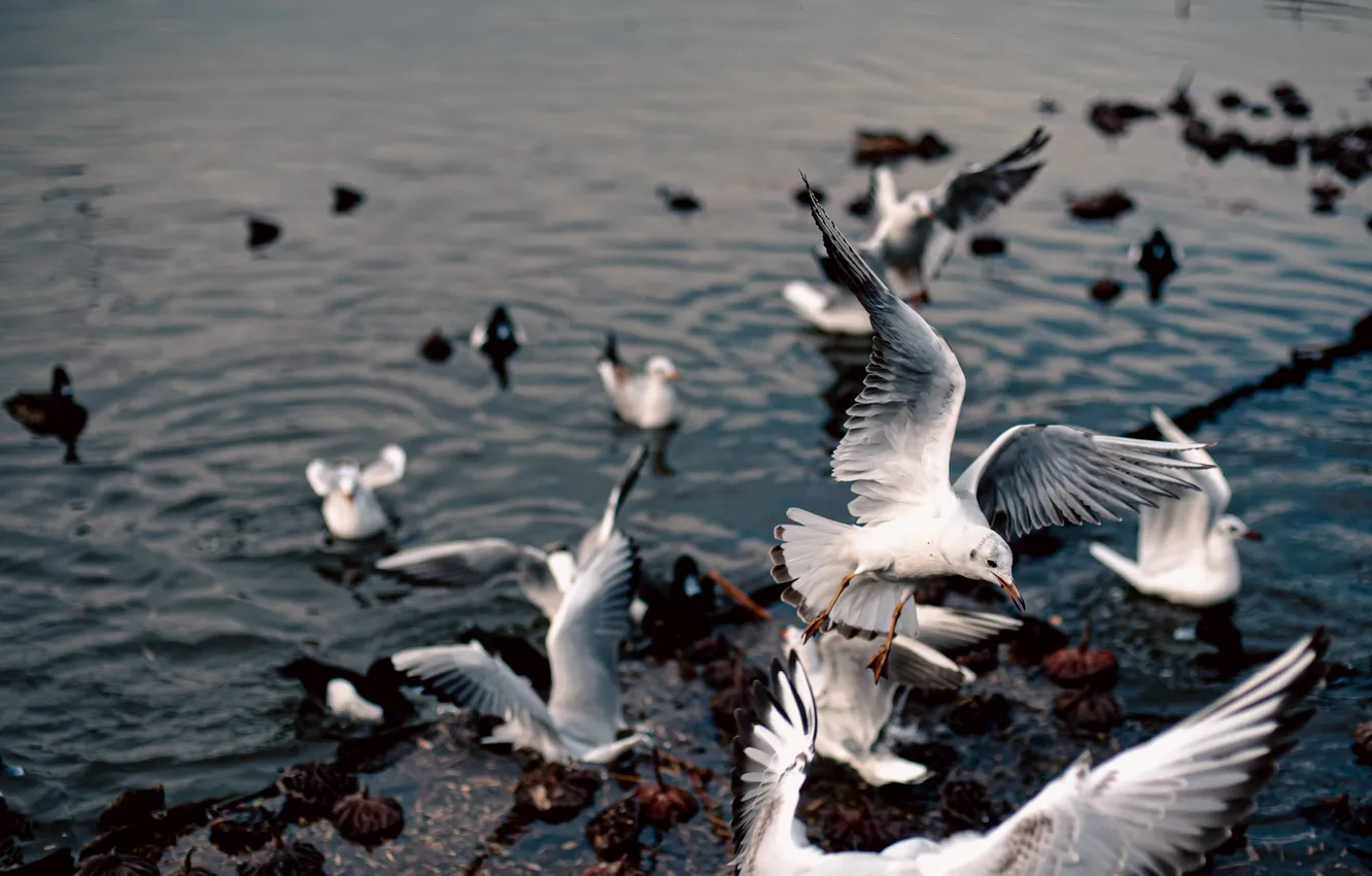 Photo wallpaper sea, water, seagulls, a flock of birds