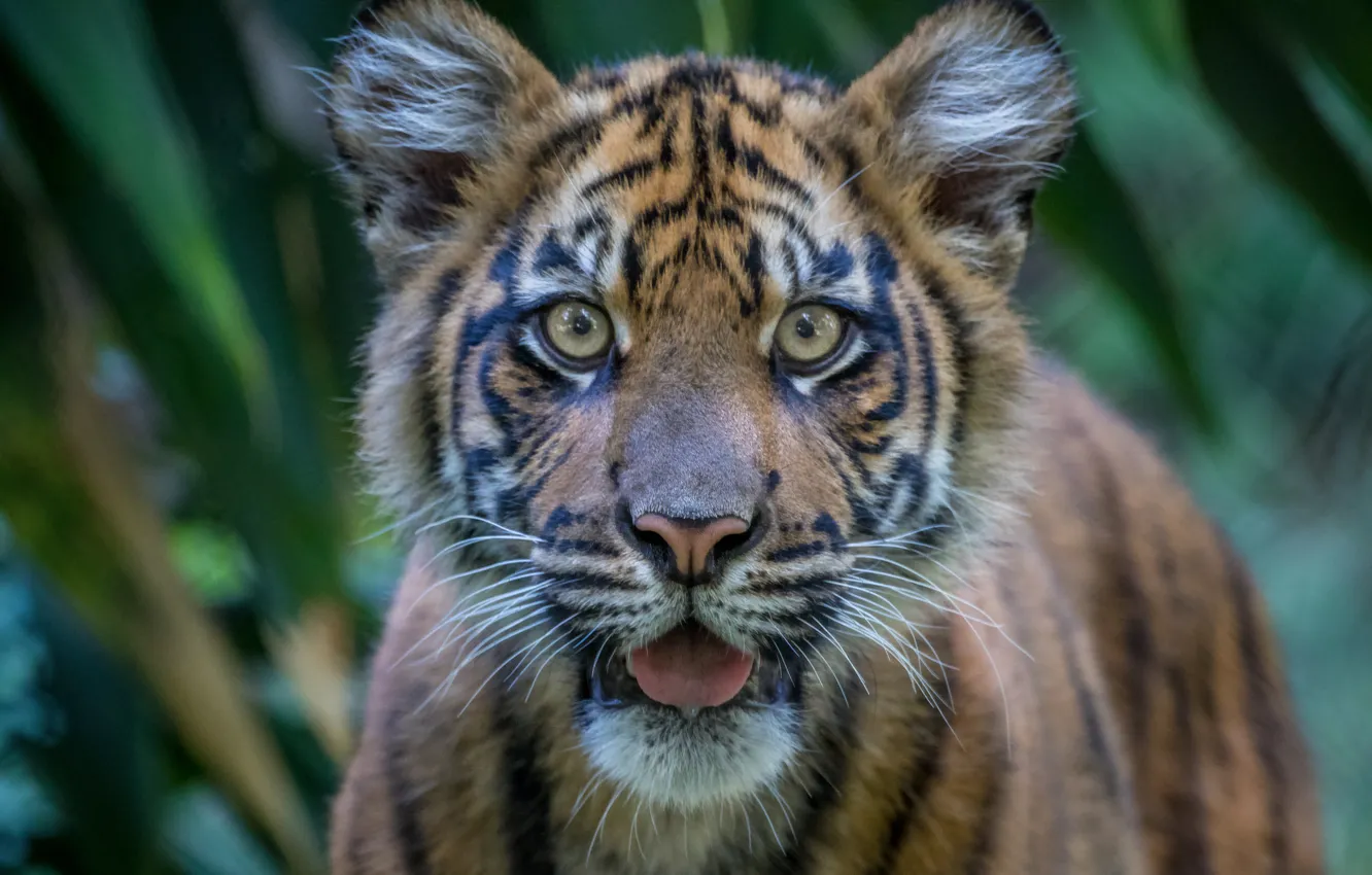 Photo wallpaper look, face, tiger, tiger