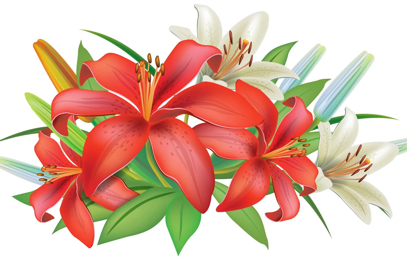 Photo wallpaper orange, Lily, red, vector graphics