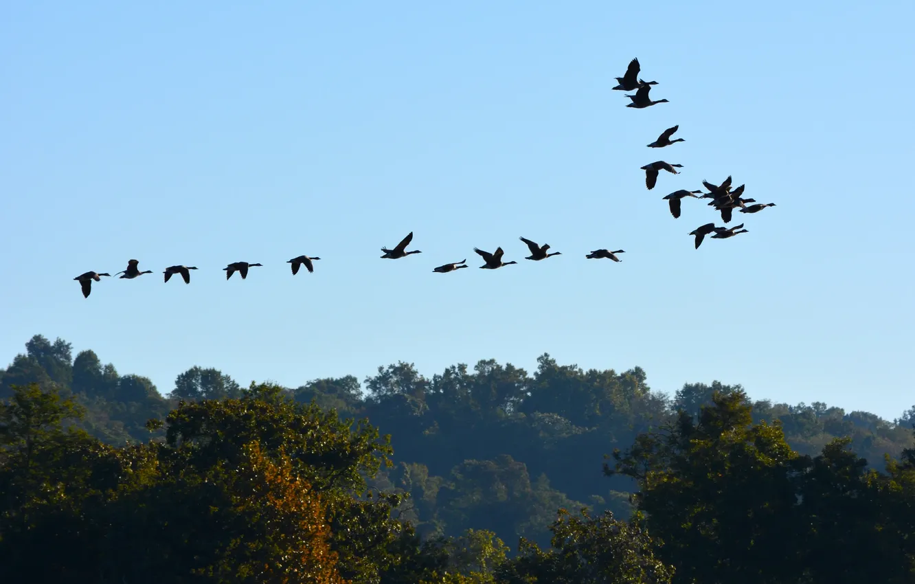 Photo wallpaper forest, the sky, clouds, trees, flight, landscape, nature, animal
