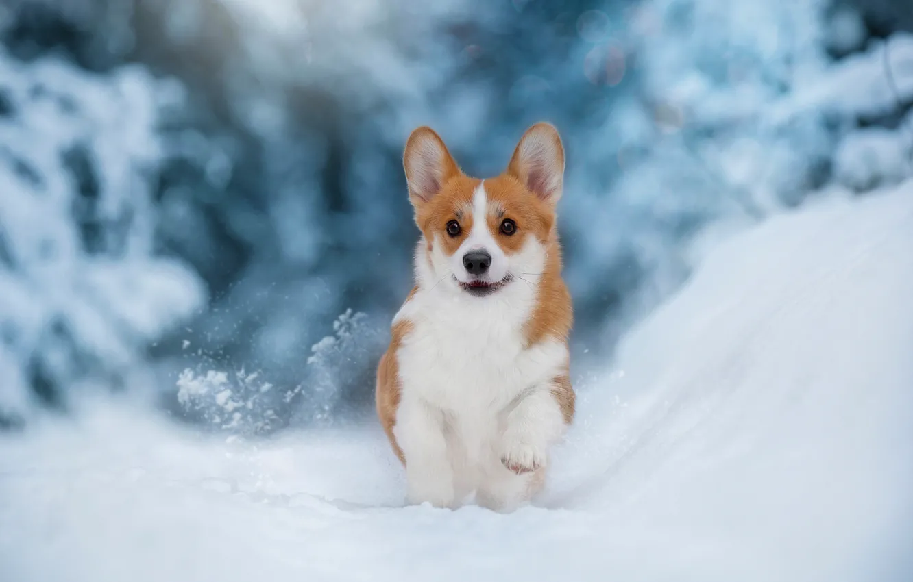 Photo wallpaper winter, snow, dog, puppy, walk, doggie, Welsh Corgi, Anna Oris