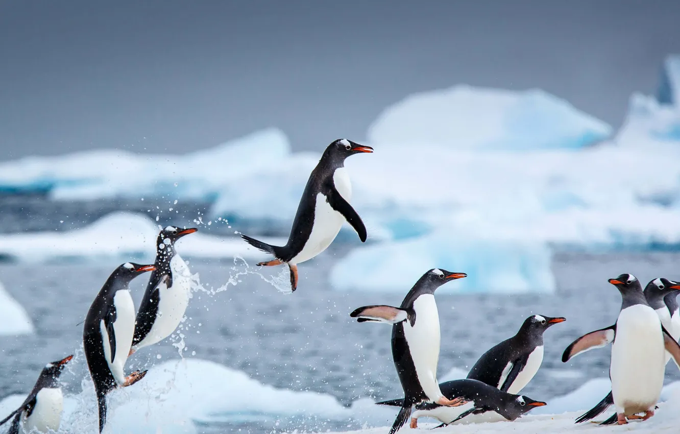 Photo wallpaper birds, Antarctica, Danko Island, subantarctic penguins