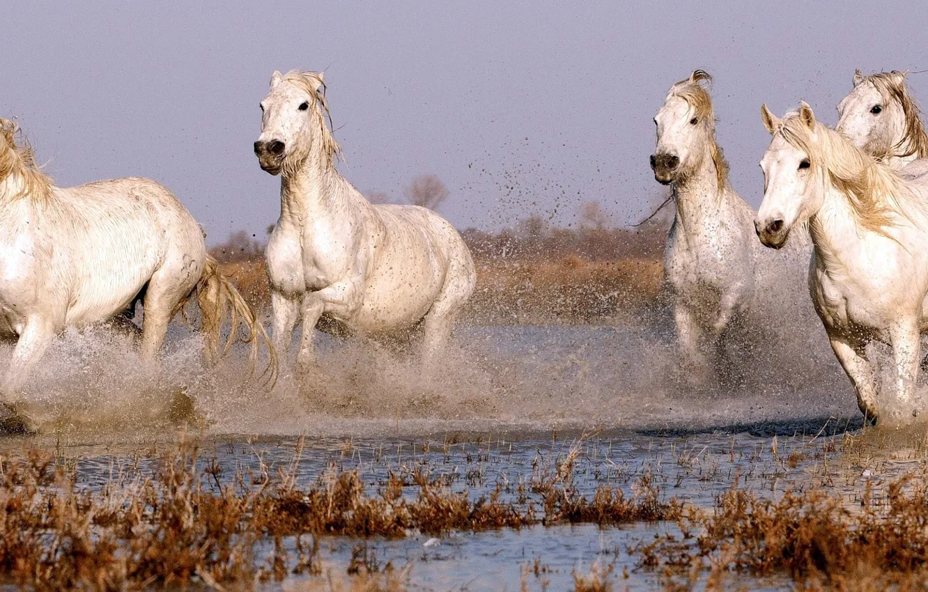 Photo wallpaper WATER, DROPS, SQUIRT, HORSE, POND, WHITE, MANE