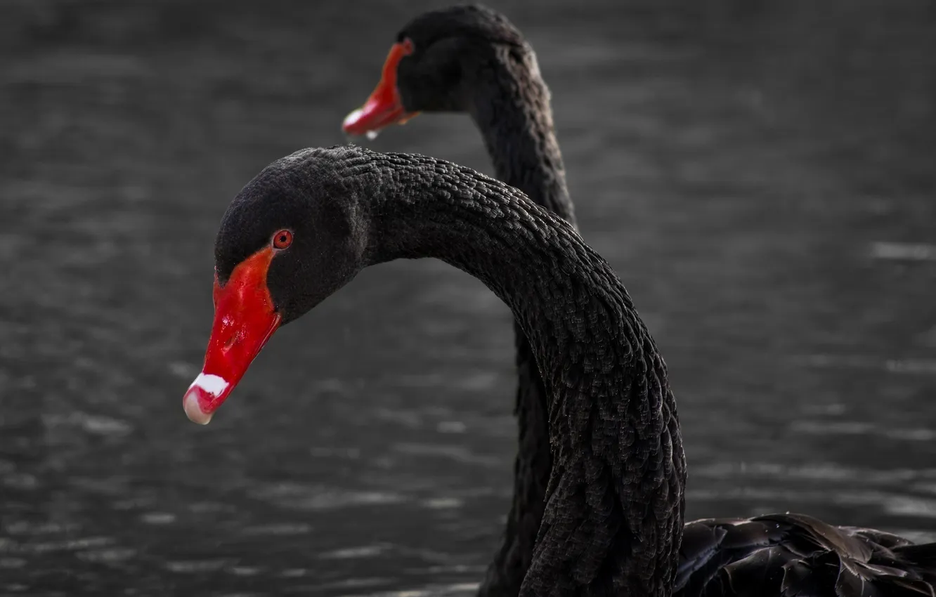 Photo wallpaper birds, pair, grace, black swans