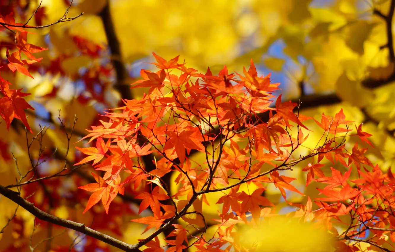 Photo wallpaper autumn, leaves, tree, yellow, maple, crown